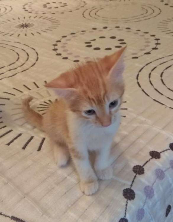 Gato mestizo. Zarpas. Gato mestizo. Zarpas.