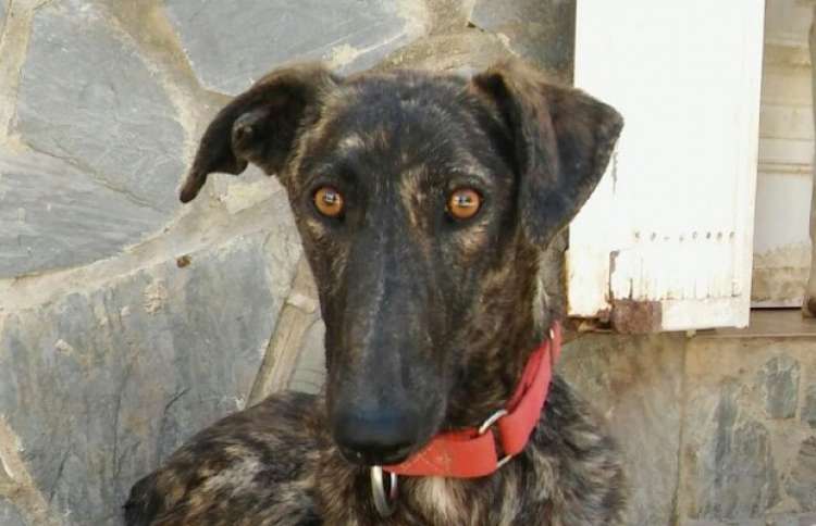 Delta. Perro en adopcion que busca casa. Delta. Perro en adopcion que busca casa.