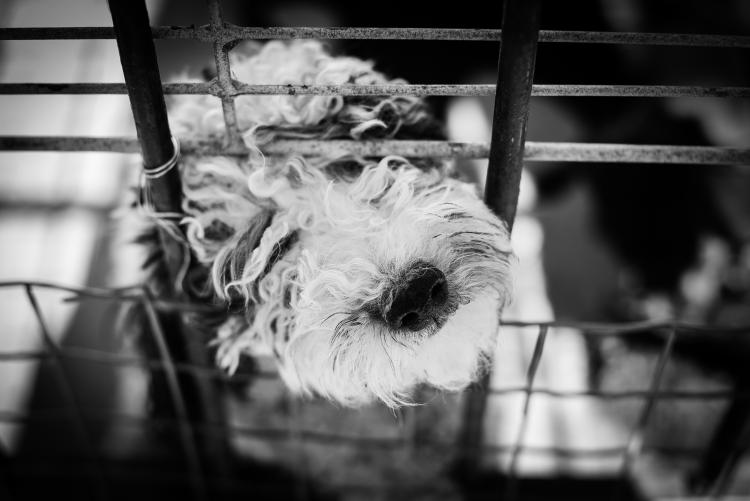 Perro dentro de una jaula