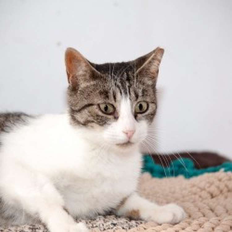 Rosi. Gato en adopcion que busca casa.