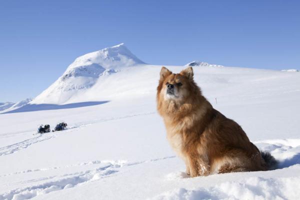 PETSmania - Perro Finlandes de Laponia. 