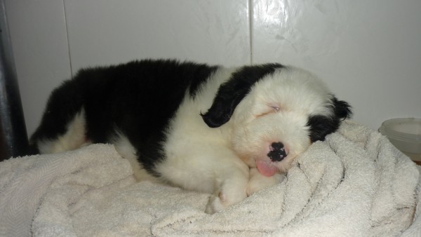 DEL JOWERS - Antiguo Perro de Pastor Inglés. RECOMENDACIONES PARA SER UN BUEN PROPIETARIO DEL BOBTAIL. 