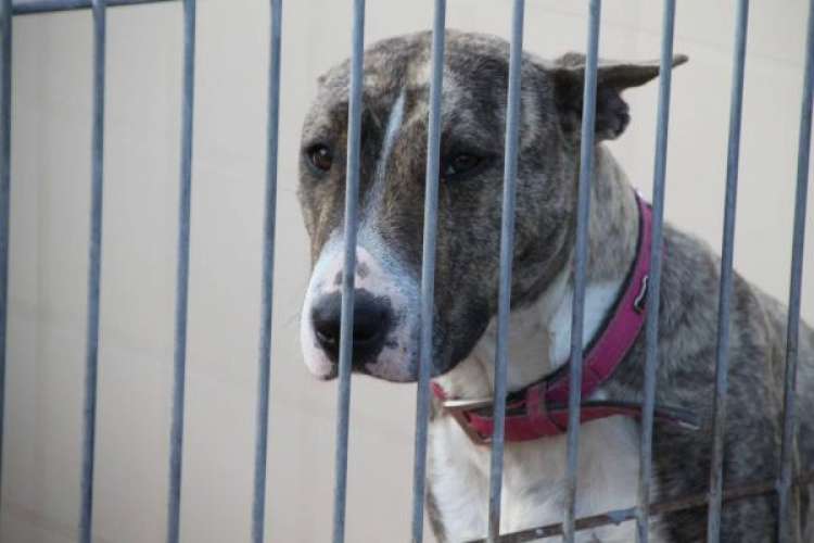 Perro mestizo. Nina. Perro mestizo. Nina.