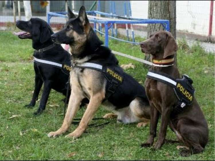 Perros Policia.