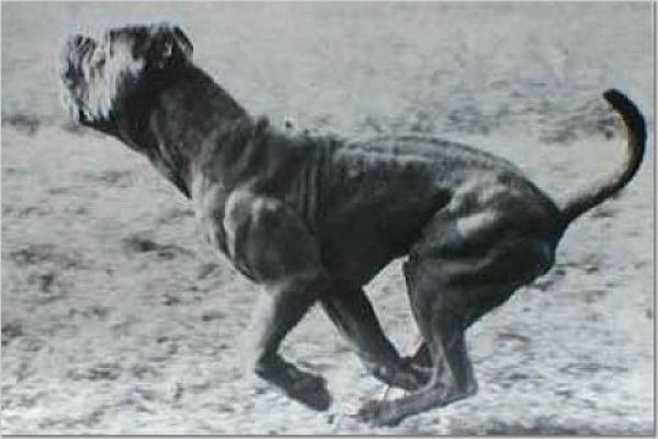 Mastín Napolitano. Mastin Napolitano Old Style y Mastin Napolitano de Belleza o Exposición