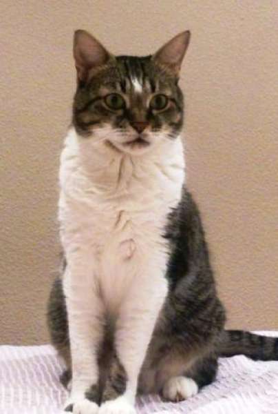 Gato mestizo. Gordi.