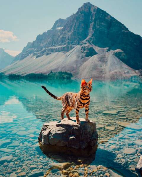 PETSmania - Suki el gato aventurero (Foto Instagram sukiicat)