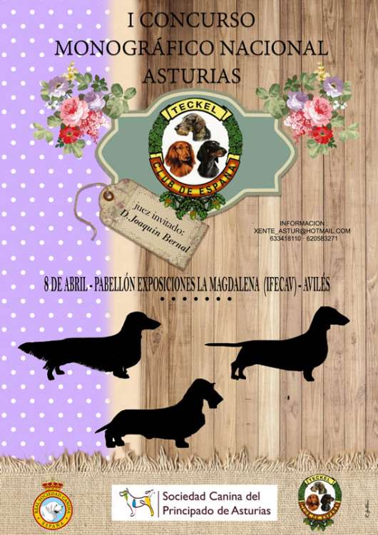 Belleza. I Concurso Monográfico Nacional Asturias Teckel Club (Asturias   España)
