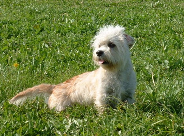 Dandie Dinmont Terrier. Bonfirebuddy Dandie Dinmont Terrier. Bonfirebuddy