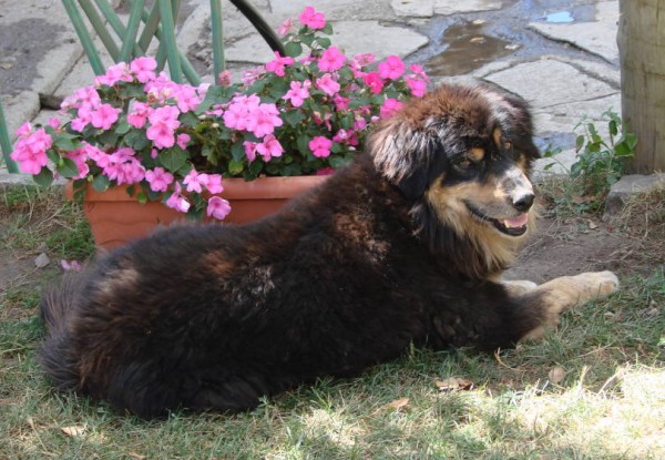 Can de Chira. Mondarruego2004