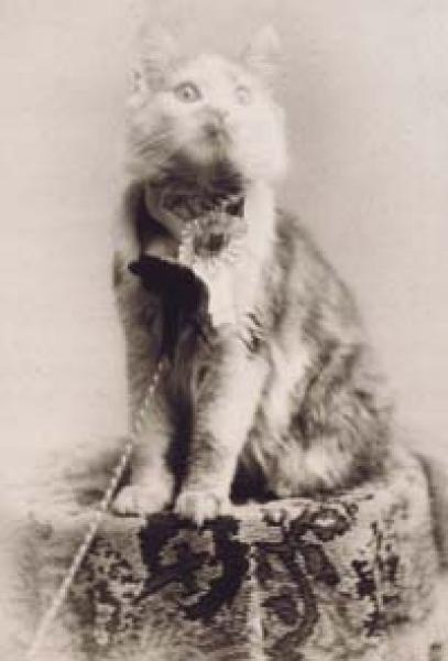 Como es la raza de gato Maine Coon Ejemplar de Maine Coon llamado Cosey  ganadora del primer concurso de belleza de Nueva York en mayo de 1895