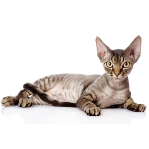 Devon Rex. Conociendo la Raza.  Devon Rex. Conociendo la Raza.