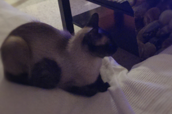 Lolasi.  Gato en adopcion que busca casa.