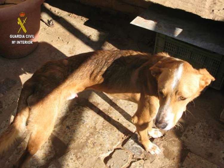 PETSmania - Los agentes se trasladaron al lugar y comprobaron la situación  deplorable  de los canes.