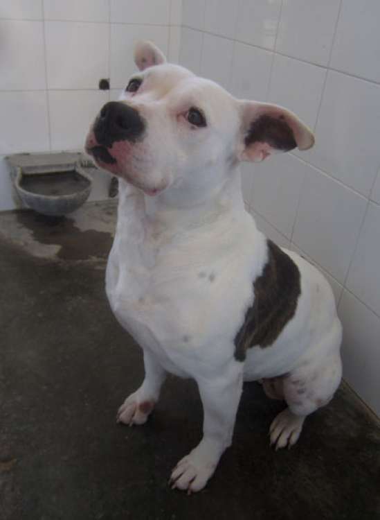 Perro mestizo. Pruna. Perro mestizo. Pruna.