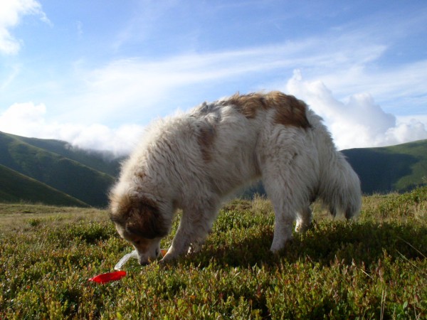 PETSmania - Perro de Pastor Rumano de los Cárpatos. Alex Zelenko