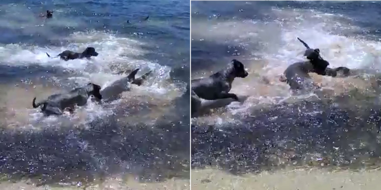 (Fuente  Greg MacKinnon)