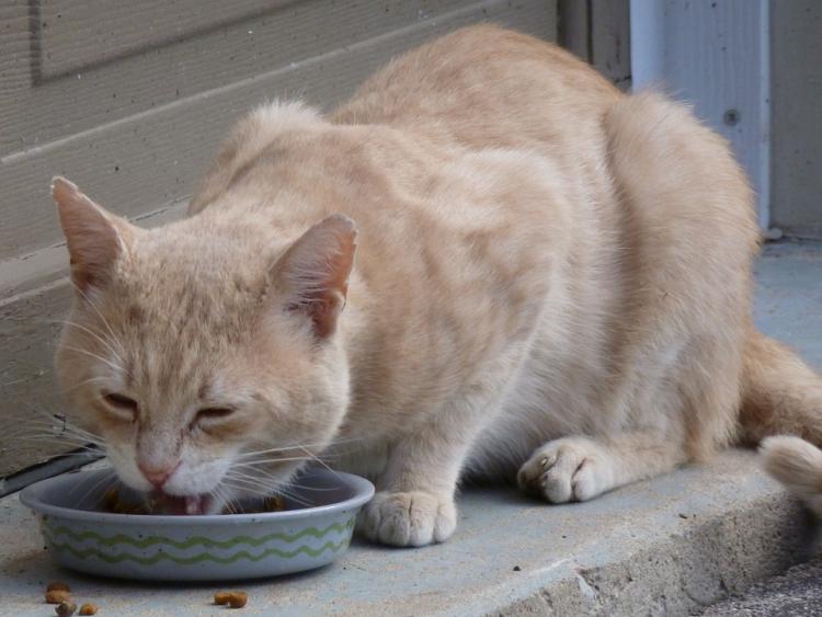 Los gatos anteponen el valor nutricional al sabor cuando escogen un alimento.