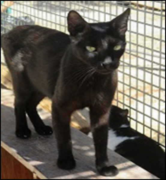 Gato mestizo. Betún.