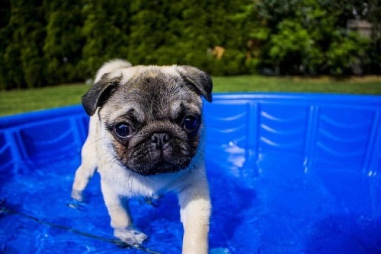 Consejos para el cuidado de los perros en verano