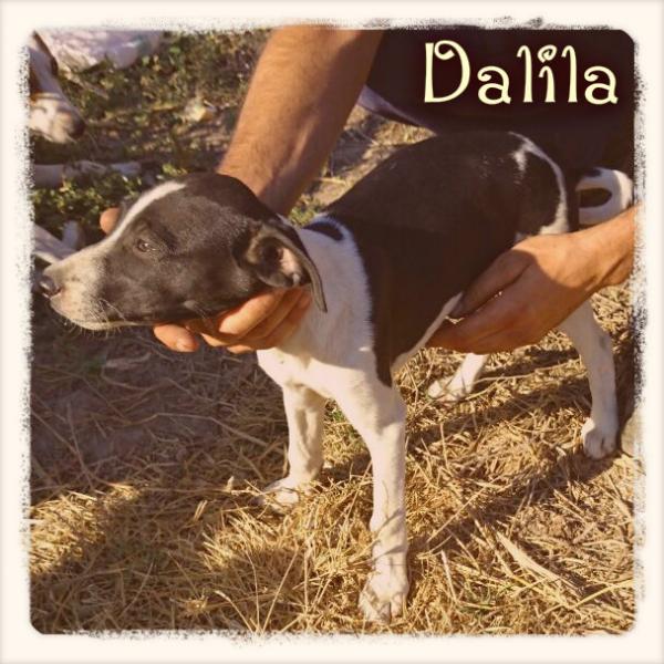 Dalila