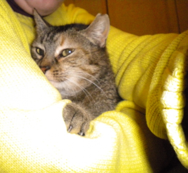 Ajuar.  Gato en adopcion que busca casa. Ajuar.  Gato en adopcion que busca casa.