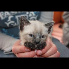 Siamés. Pelusilla. Siamés. Pelusilla.