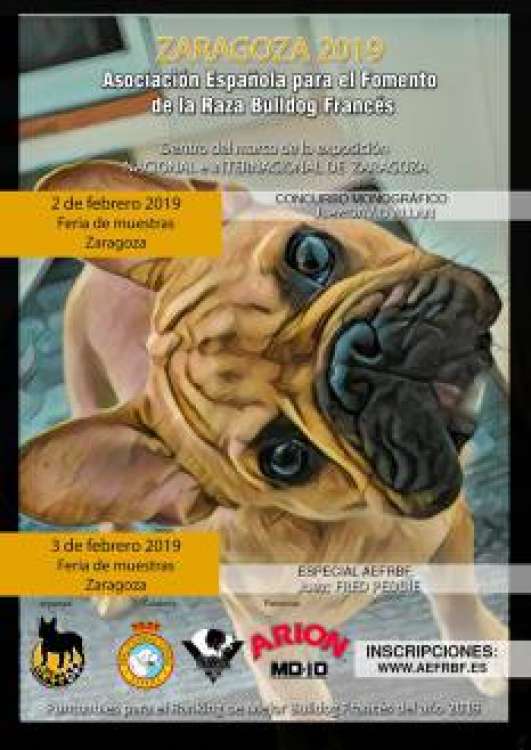 ASOCIACIÓN ESPAÑOLA PARA EL FOMENTO DE LA RAZA BULLDOG FRANCÉS - Belleza. CONCURSO MONOGRÁFICO DEL BULLDOG FRANCÉS (Zaragoza   España)