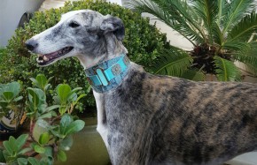 Galgo Español. Aretha1 Perro en adopcion que busca casa.