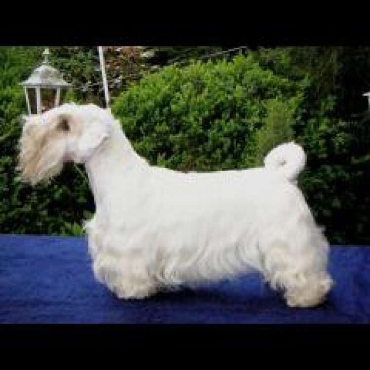 Sealyham Terrier. Sealyham Terrier.