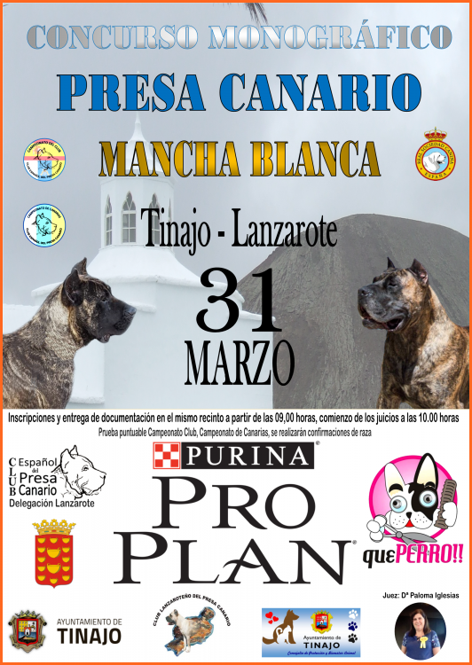 Belleza. CONCURSO MONOGRÁFICO DEL DOGO CANARIO (Las Palmas   España)