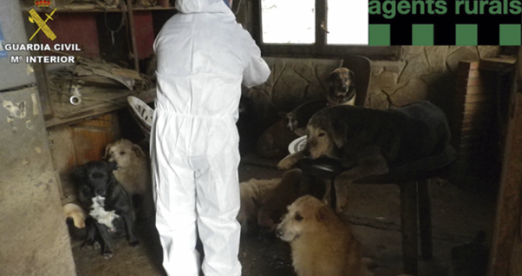 Algunos de los perros confiscados (Foto  Guardia Civil y los Agentes Rurales)