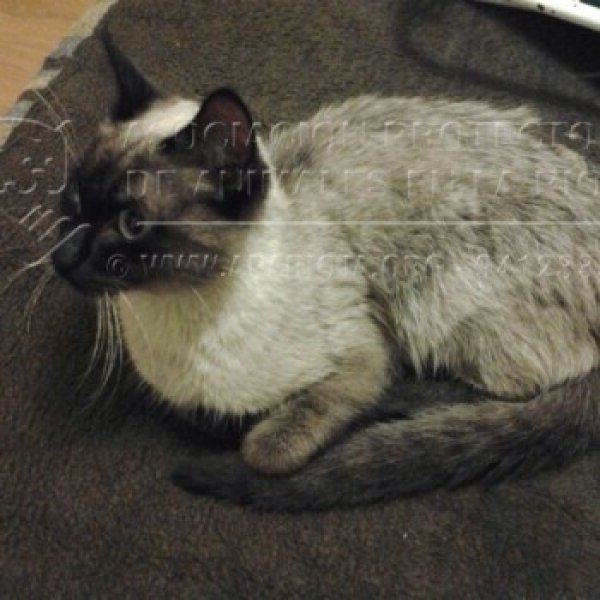 Siamés. Salva. Siamés. Salva.