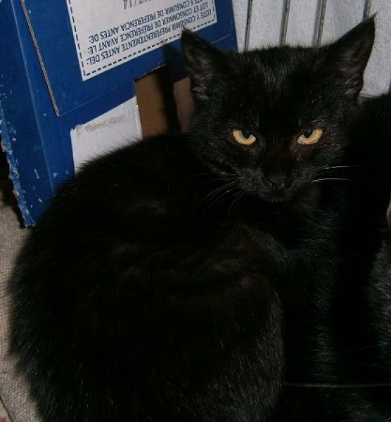 Piltri.  Gato en adopcion que busca casa. Piltri.  Gato en adopcion que busca casa.