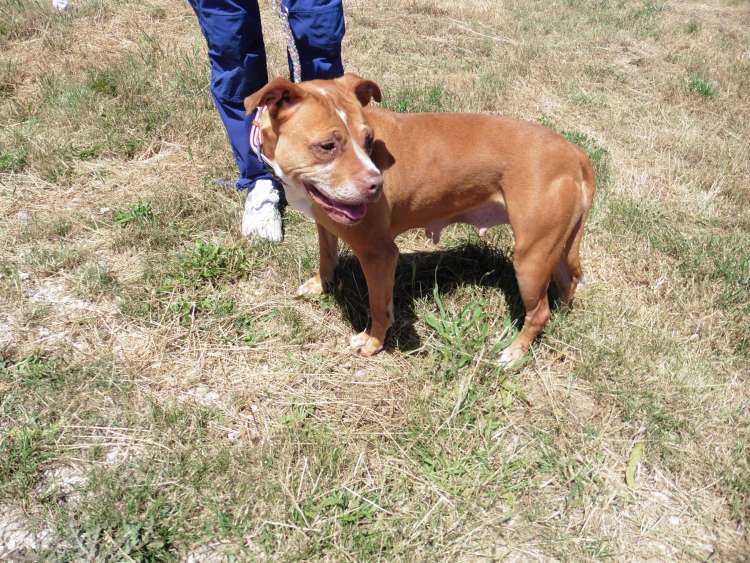 Asociación Protectora de Animales y Plantas de BURGOS - Gina.