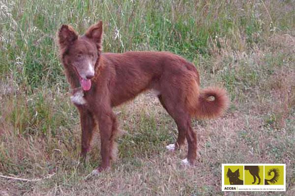 Barrocal Algarvio. Barrocal Algarvio.