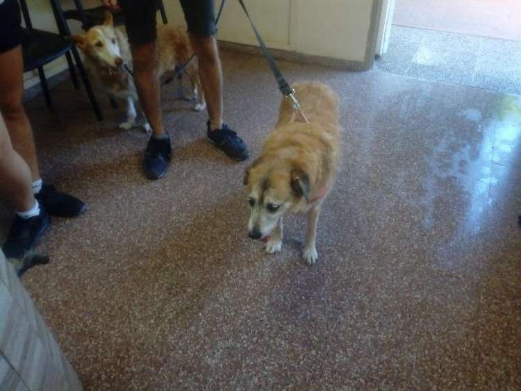 Perro mestizo. Alva. Perro en adopcion que busca casa. Perro mestizo. Alva. Perro en adopcion que busca casa.