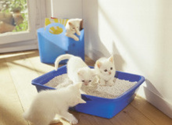 Curiosidades del gato.. 