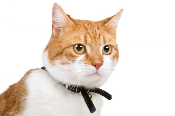 PETSmania - Europeo de Pelo Corto. 