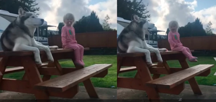 Husky Siberiano . Husky Siberiano .