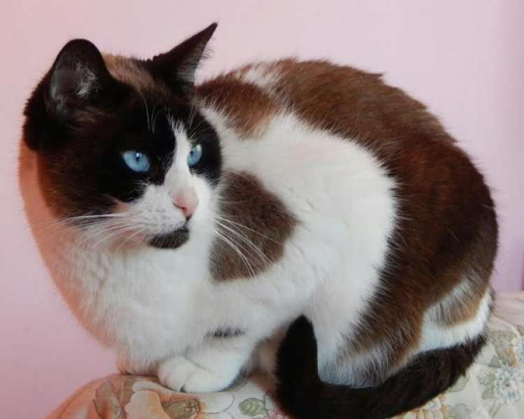 Siamés. Foxy. Gato en adopcion que busca casa. Siamés. Foxy. Gato en adopcion que busca casa.