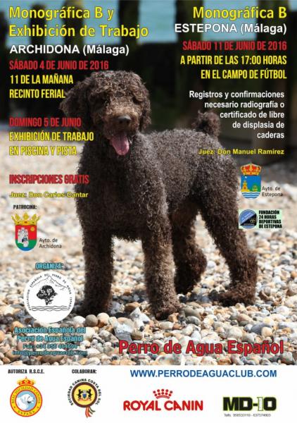 ASOCIACIÓN ESPAÑOLA DEL PERRO DE AGUA ESPAÑOL - Perro de Agua Español. Belleza.  (Málaga   España)