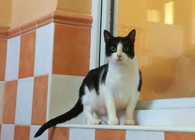 Gasa Zarzu. Gasa Zarzu.