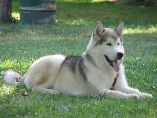 Alaskan Malamute. CH CHJ CASIA DE CIJARA 
