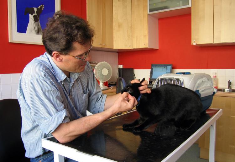Prohibido medicar a las mascotas sin receta del veterinario. Medicar a un gato  tarea difícil pero no imposible.