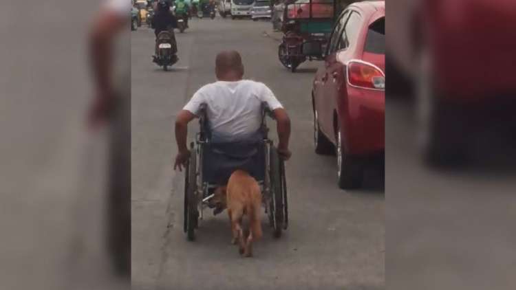 Perro ayuda a su dueño con su silla de ruedas