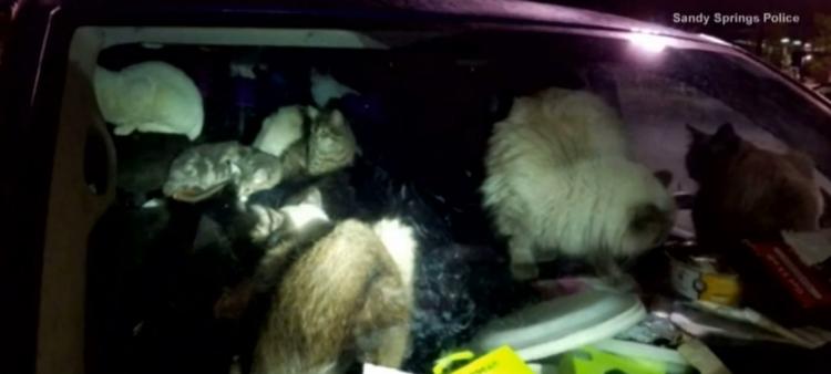 38 gatos han sido rescatados de una camioneta donde vivían en terribles condiciones.