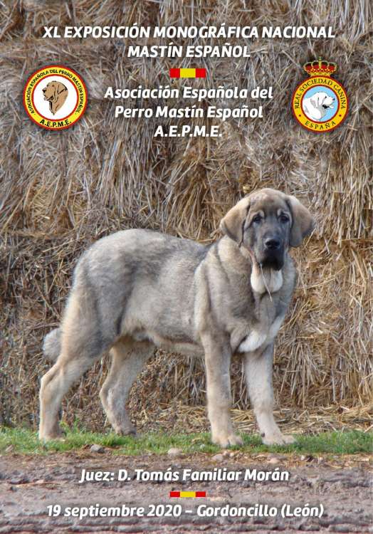 Asociación Española del Perro Mastín Español - Mastín Español. Belleza. XL Exposición Monográfica Nacional Gordoncillo 2020 (León   España)