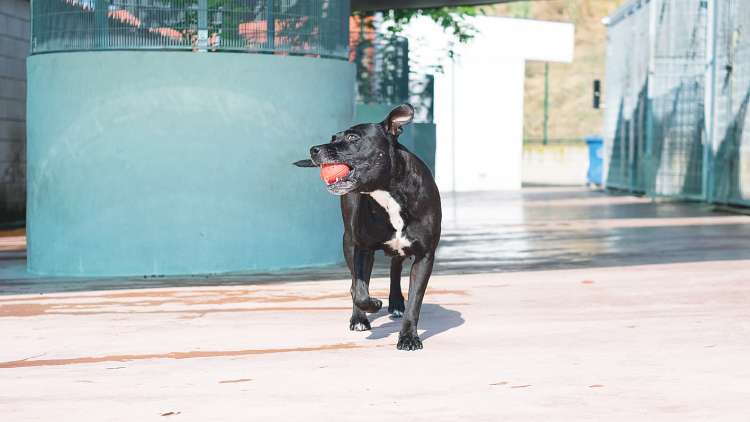 Afrodita. Perro en adopcion que busca casa.