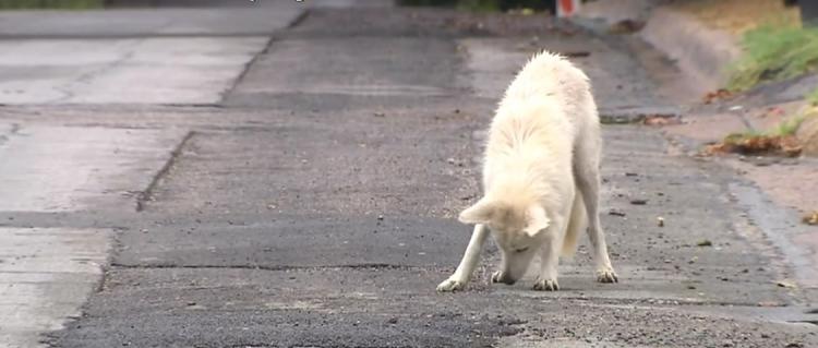 Dallas endurecerá las medidas sobre el control de animales domésticos.